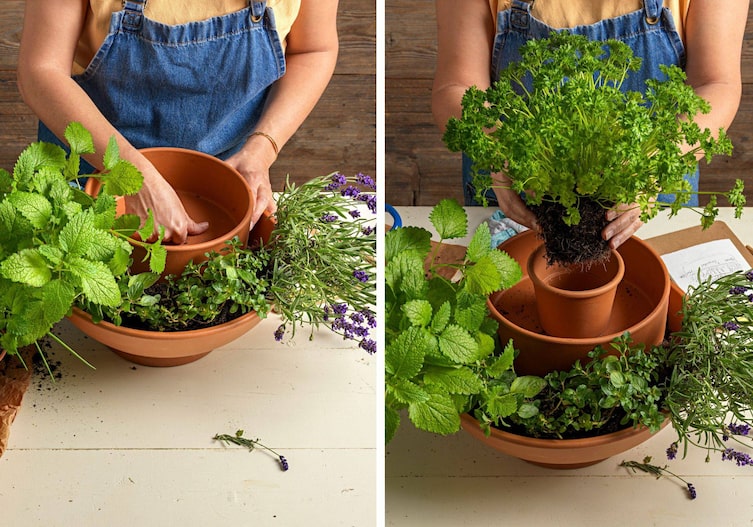 Wieder wird ein Topf in den nächsten Topf gestellt und mit Erde und Petersilie bepflanzt.