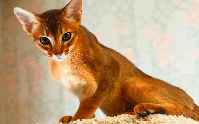 Abessinierkatze, Katzenrasse, braune Katze