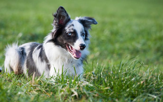 Rassehund, Hund, Rasse, Rasseporträt, Border Collie, Wiese, Tiere, Tierwissen