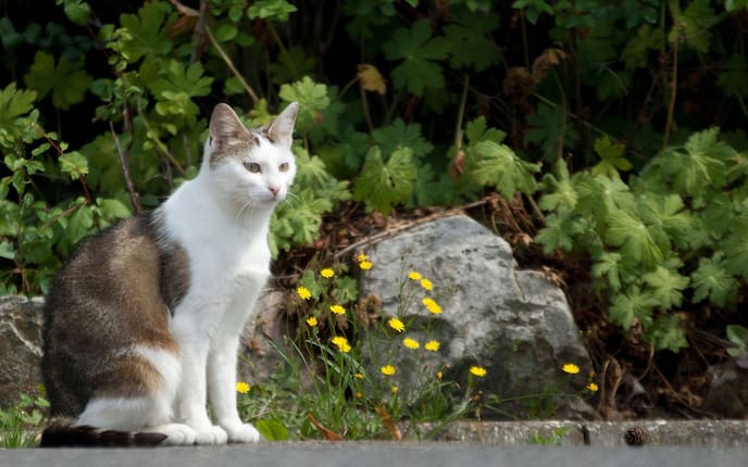 Tiere, Tierwissen, Rasseporträt, Europäische Kurzhaarkatze