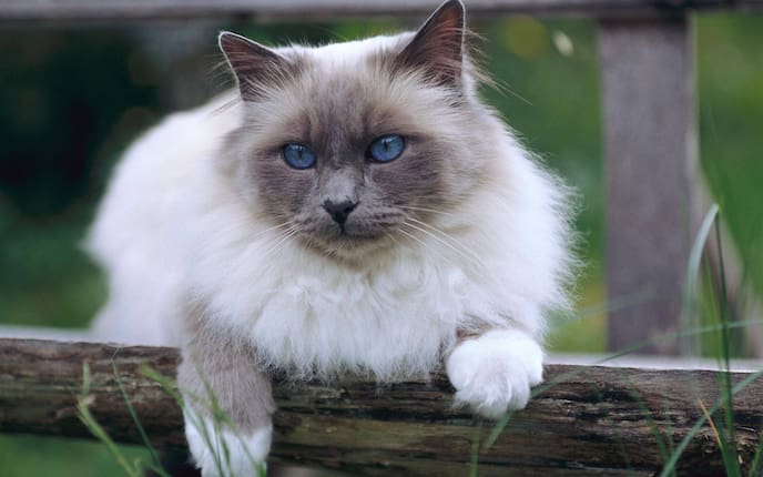 Katzenrasse, Rasse, Rassenporträt, Heilige Birma