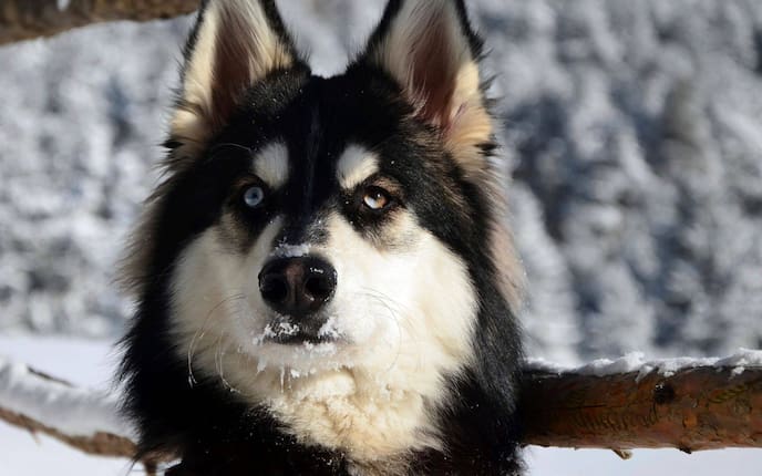 Tiere, Hund, blau, braun, Augen, Tierwissen, Augenfarbe