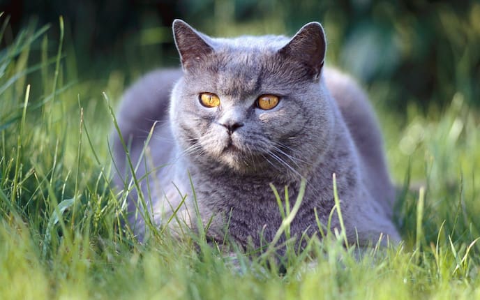 Katzenrasse, Rasse, Katze, Kartäuser, Kartäuserkatze, Rassenporträt