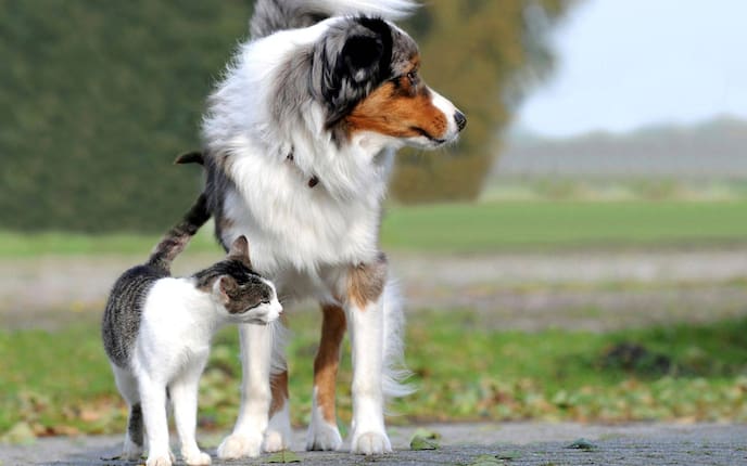 Tier, Tierwissen, Hund, Katze, Straße