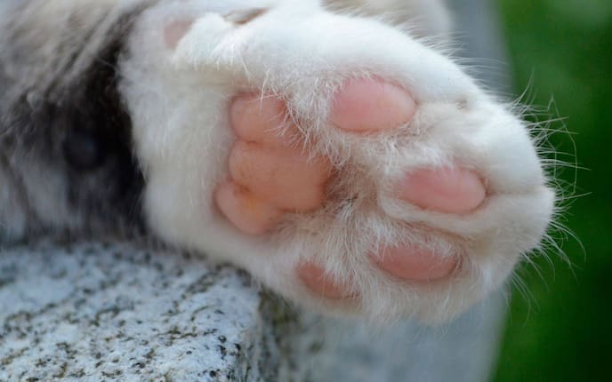 Tier, Tierwissen, Katze, Katzenpfote