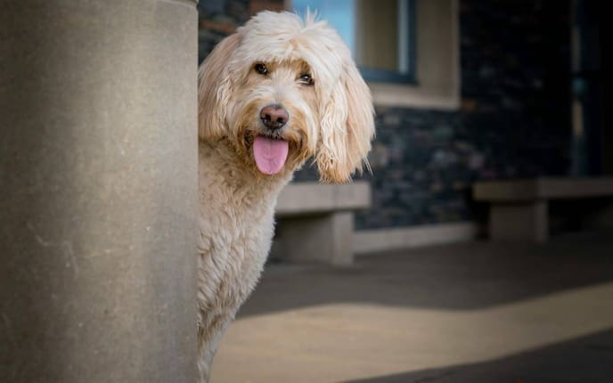 Labradoodle, Hund, Hunderasse, Verhalten, Aussehen
