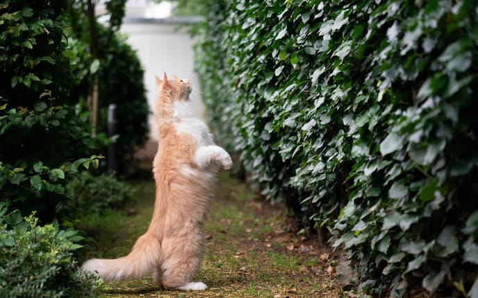 Maine Coon, Garten, Efeuwand, Langhaarkatze, größte Katze der Welt