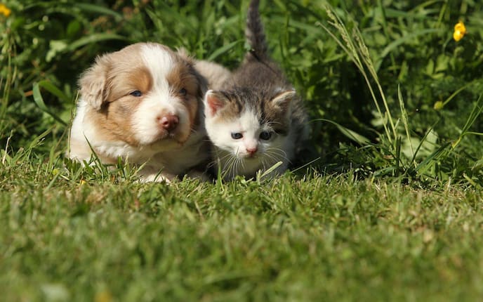 Babyhund und Babykatze nebeneinander in einer Sommerwiese