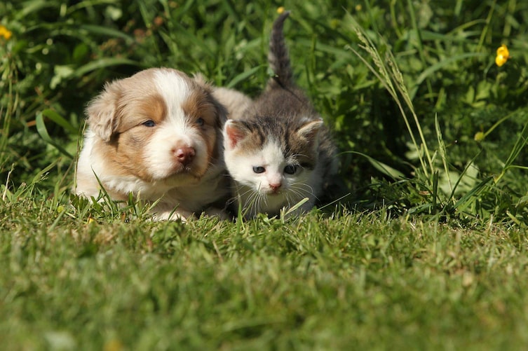 Babyhund und Babykatze nebeneinander in einer Sommerwiese