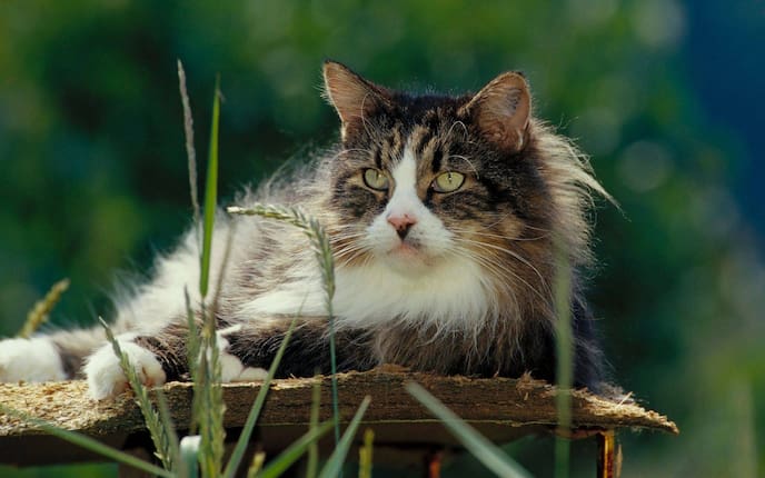 Tiere, Tierwissen, Katzen, Katzenart, Katzenrasse, Rassenporträt, Norwegische Waldkatze