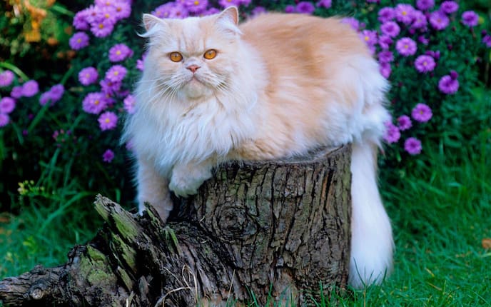 Tiere, Tierwissen, Katzen, Rassenporträt, Perserkatze, Katzenart