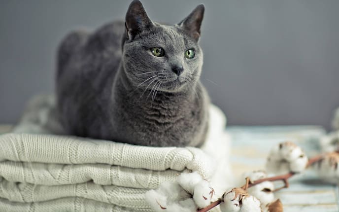 Katzenrasse, Rasseporträt, Russisch Blau