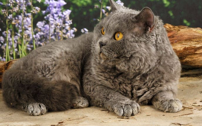 Tiere, Tierwissen, Katze, Rassenporträt, Schafskatze