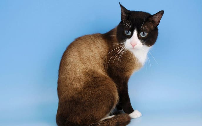 Rassekatze, Katze, Rasse, Katzenrasse, Schneeschuh-Katze, Snowshoe Katze