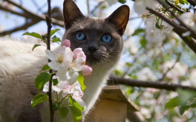 Rassekatze, Katzenrasse, Katze, Siamkatze