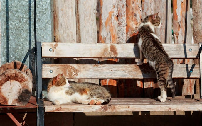 Tierwissen, Katzen, Holzbank