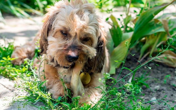 Tiere, Tierwissen, Hund, Knochen, Ernährung