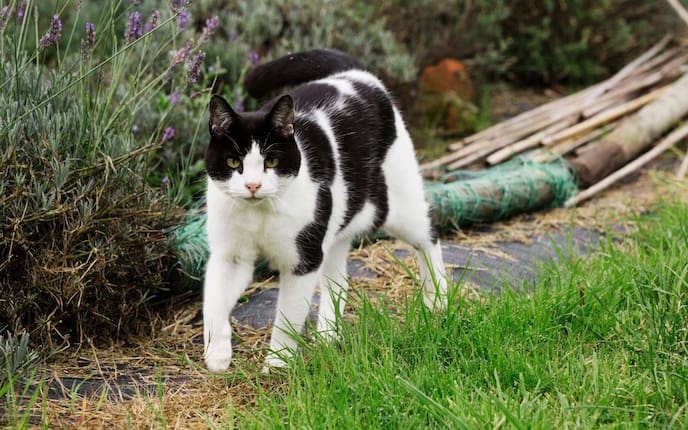 Katzen, Garten, Tierwissen