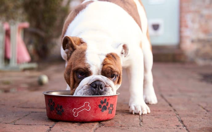 Tier, Tierwissen, Ernährung, Kohlenhydrate, Hunde