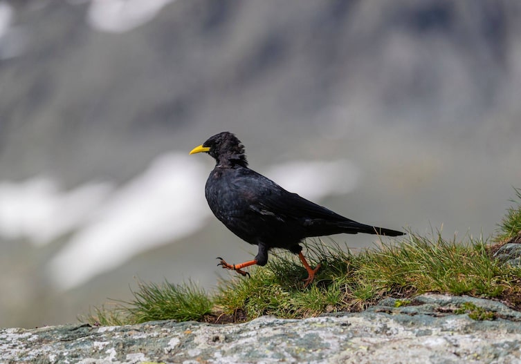 Rabenvögel, Vögel, Rabe, Alpendohle, Tierwissen