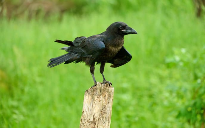 Rabenvögel, Vögel, Rabe, Kolkrabe, Tierwissen