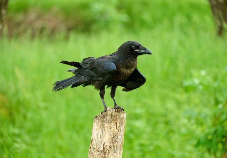 Rabenvögel, Vögel, Rabe, Kolkrabe, Tierwissen