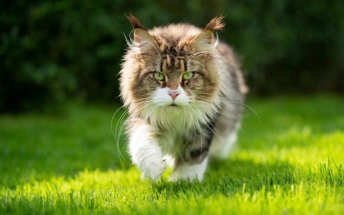 Tier, Tierwissen, Katze, Katzensprache, Schnurrhaare, Sommer, Wiese, Langhaarkatze