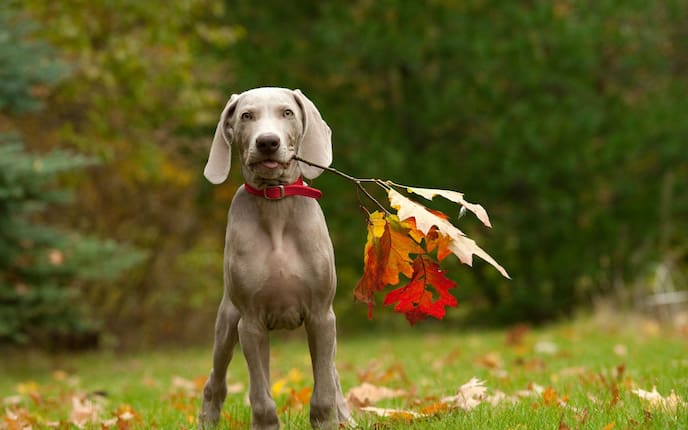 Hund, Hunderasse, Weimaraner, Wiese, Herbst, Rassehund