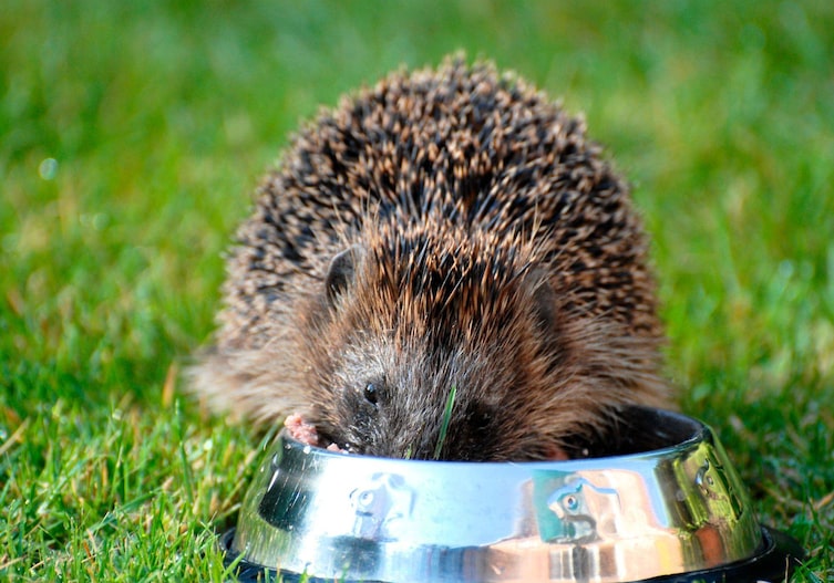 Igel in der Wiese, der aus einem Futternapf frisst.
