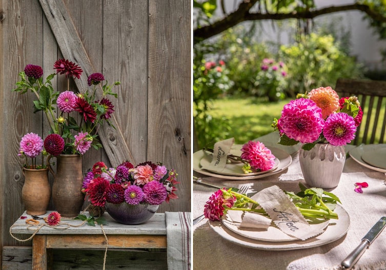Bunte Dahlien in unterschiedlichen Vasen und als Tischdeko in einer Vase oder auf das Gedeck gelegt