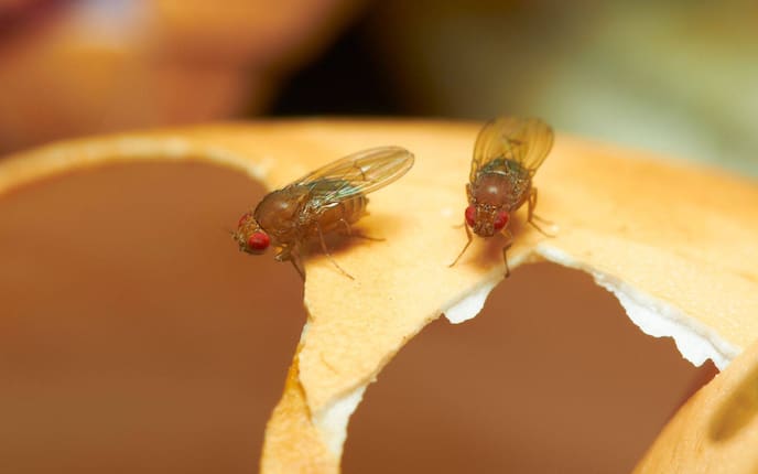 Zwei Fruchtfliegen in Nahaufnahme auf einer leeren Eierschale