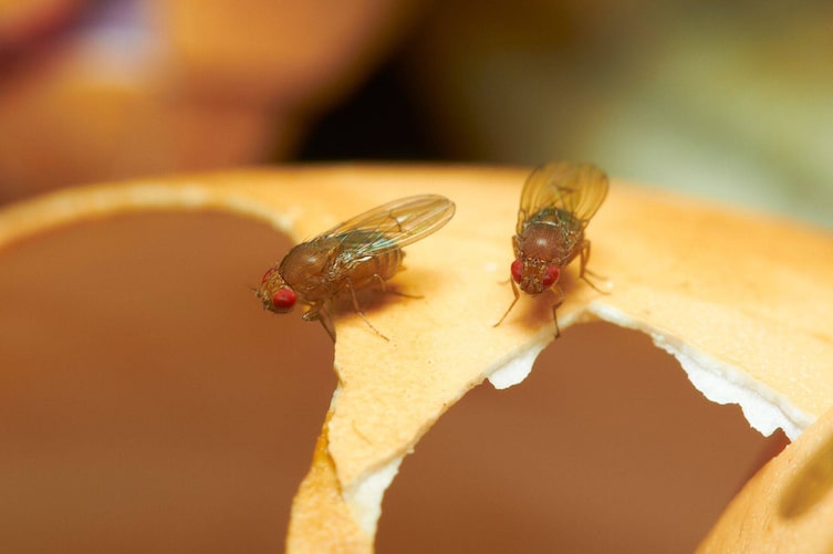 Zwei Fruchtfliegen in Nahaufnahme auf einer leeren Eierschale