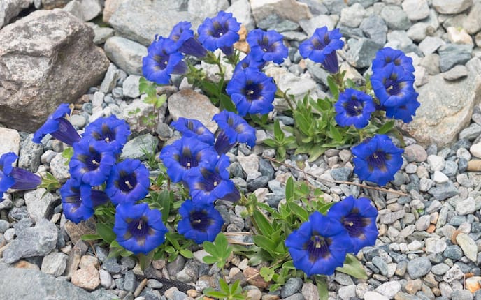 Garten, Pflanzenporträt, Enzian, Herbst-Enzian