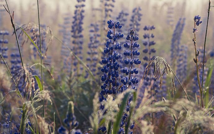 Blaue Lupinen