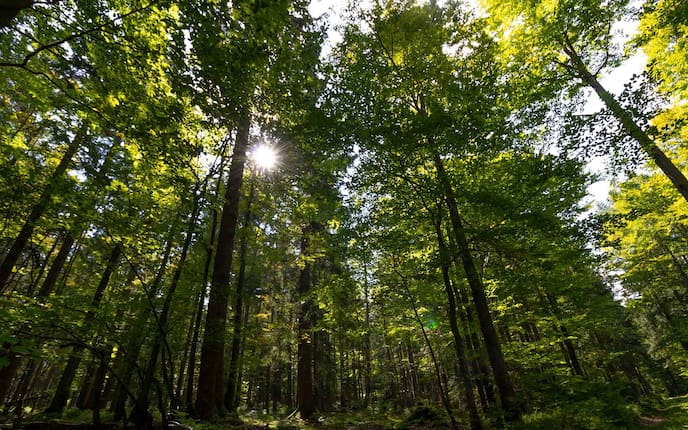Bäume im Böhmerwald