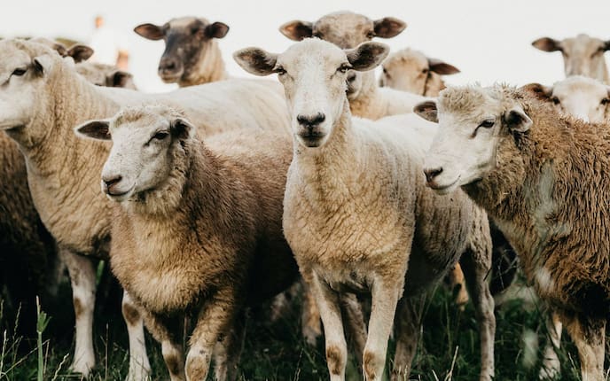 Schafherde