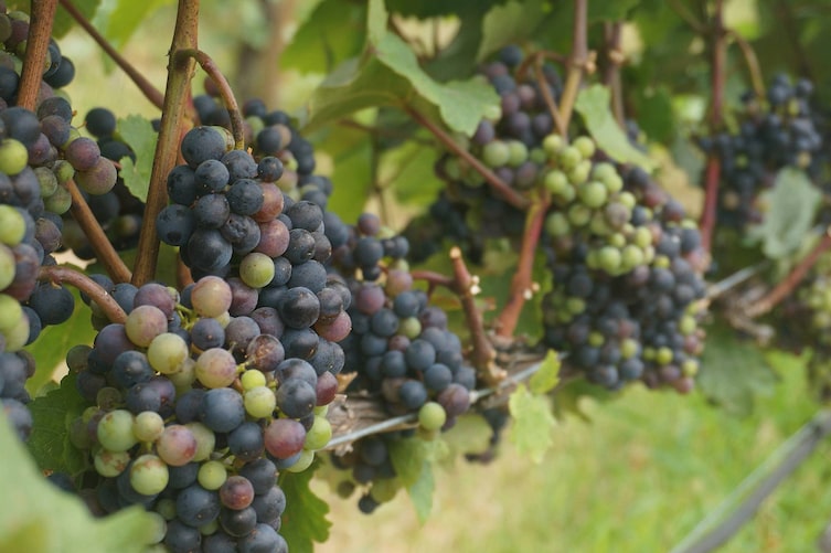 Verjus aus Weintrauben
