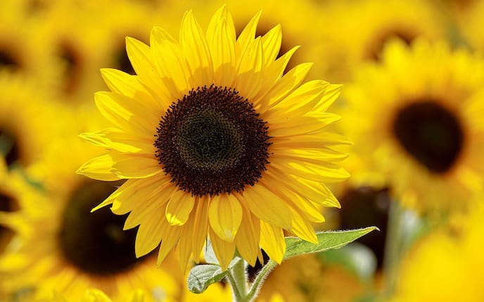 Nahaufnahme Sonnenblume