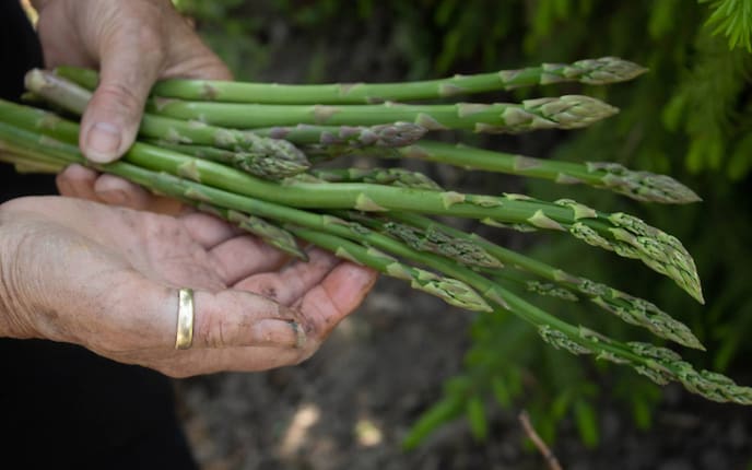 Hände die Spargel halten