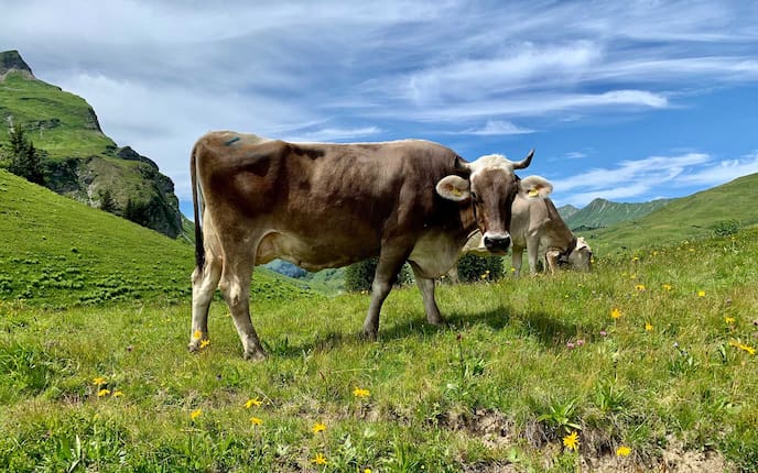 Grauvieh auf der Weide