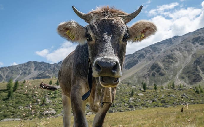 Grauhvieh auf der Alm