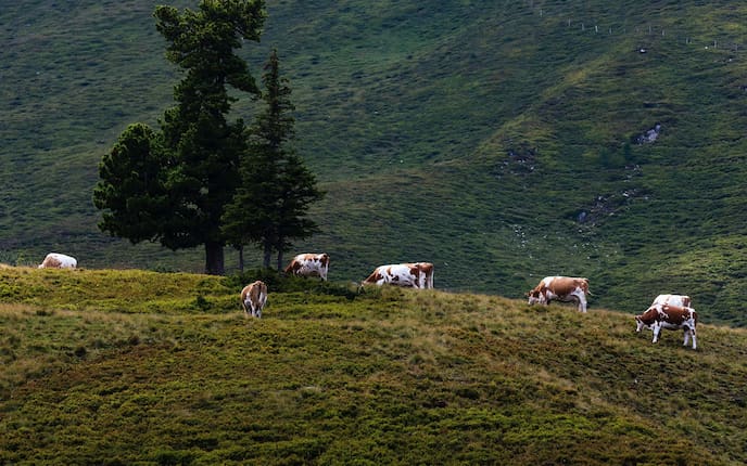 Kühe auf der Almweide
