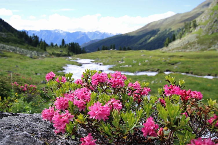 Blühende Blumen im Tiroler Oberland