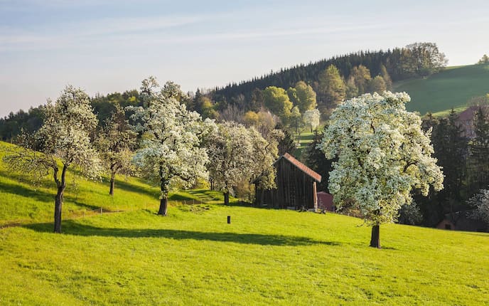 Mostviertel Mostbirnbäume