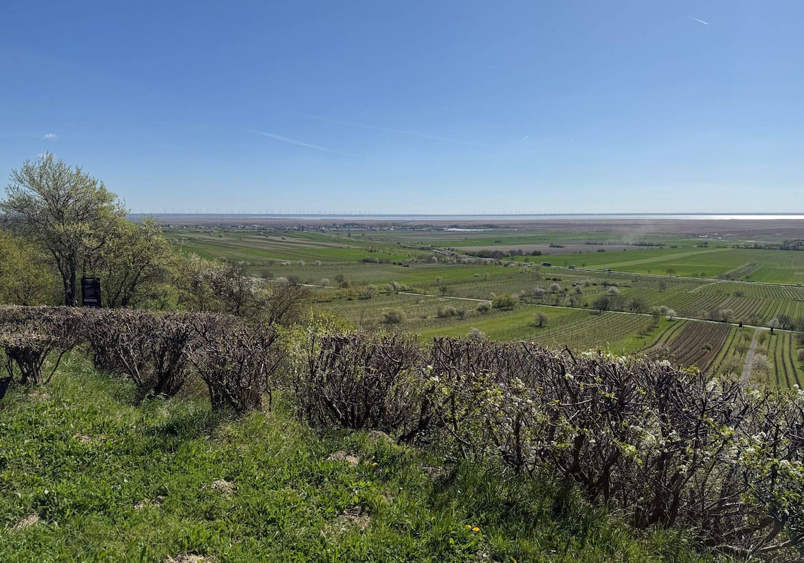 Ausblick auf den Neusiedler See