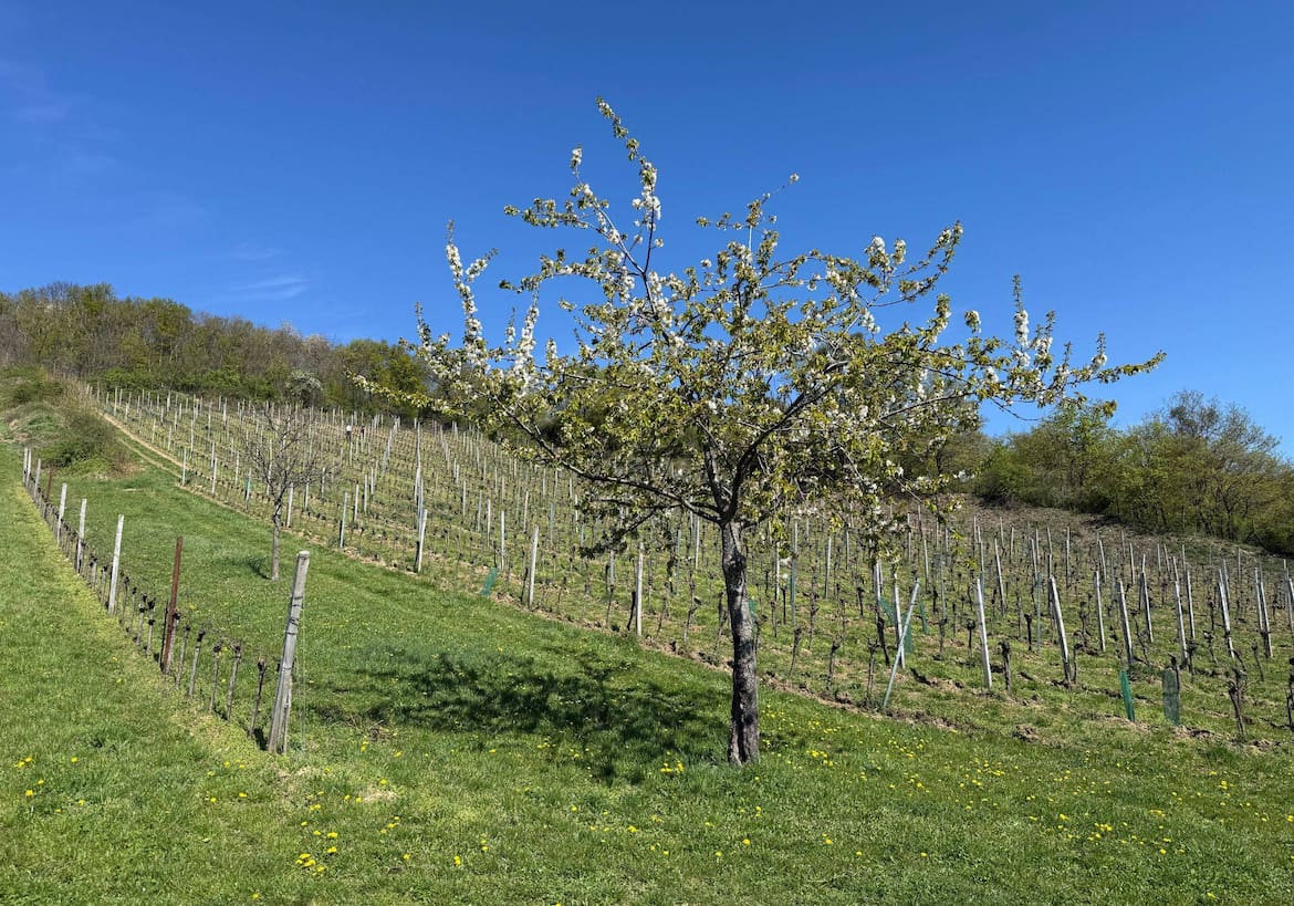 Kirschbäume und Weinreben.