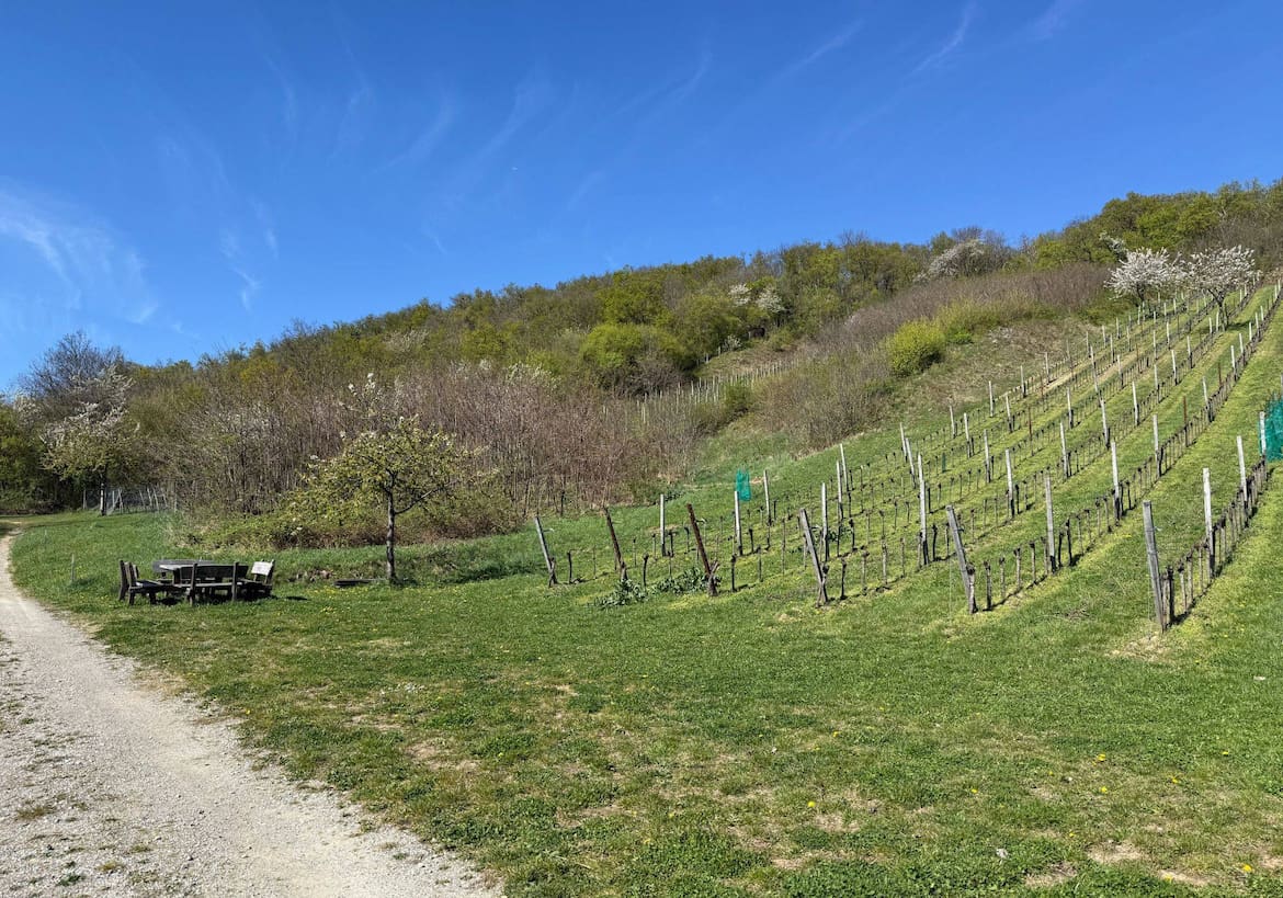 Landschaft mit Weinreben und Kirschbaum und kleiner Holzbank