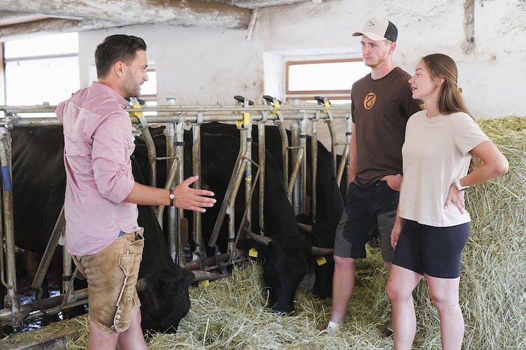 Hof Zehentmoar, Wagyu-Rinder