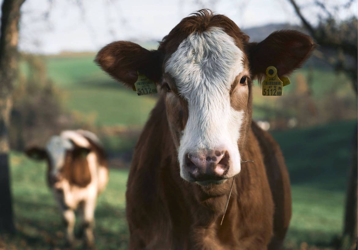 Wie gemalt: die fotogene Kuh auf der Weide vor dem schön renovierten Schaﬀlhof in Sarleinsbach.