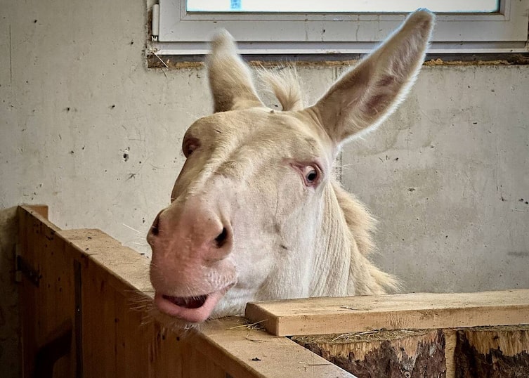 Serfaus Fiss Ladis, weißer Esel,